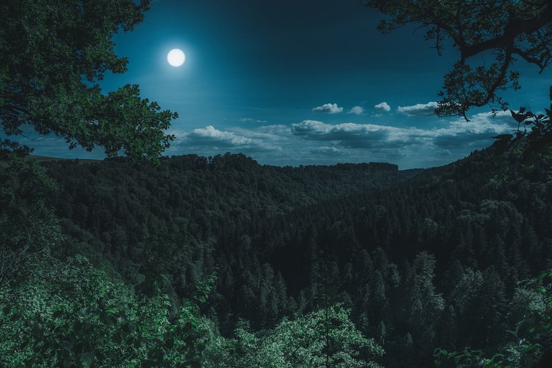 Moonlit Elegance